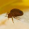 Bedbugs Fumigation Services Gigiri,Garden Estate,Embakasi thumb 4