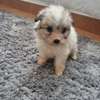 Cute maltese puppiea thumb 5