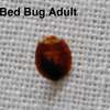 Bed Bug Fumigation Service | 24hr Same Day South C, South B thumb 7