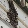 Bee Control Service : Bee Service Nairobi thumb 2