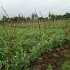 PLOT FOR SALE IN RUMURUTI thumb 0