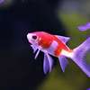 Aquarium Cleaning Service Nairobi - Mobile Aquarium Services thumb 3