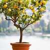 Plant A Lemon Tree In Your Backyard ! thumb 9
