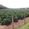 475 Acres For Sale in Thika thumb 4