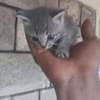 Kittens for rehoming thumb 0