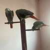 African Grey Parrots available now thumb 0