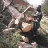 Cheap Tree Cutting Services-Tree Cutting Company | Tree Removal Experts In Kenya. thumb 5