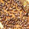 Nairobi: Live Bee Removal & Honey Bee Removal | Free Quote thumb 10