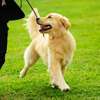 Professional Dog Trainers - Obedience Training In Nairobi thumb 3