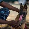Best dog training in Nairobi-In-home dog training in Nairobi thumb 0
