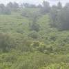 1/4 Acre Prime Land for Sale – Toll Opposite Ruiru Golf thumb 1