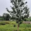 Residential Land in Thika thumb 11