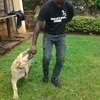 Nairobi's Best Dog Training - Lifetime Guaranteed Results thumb 0
