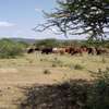 Land in Tinga ole tepesi for sale with title NEGOTIABLE thumb 2