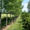 Hedge Planting Services.Vetted & Trusted Professionals.Low price  guarantee. thumb 0