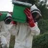 New bee suits in Kenya thumb 0