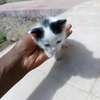 0-1 Month Old, Home-bred, Female, Persian Kittens for sale. thumb 8