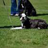 Expert Dog Training Services - Dog behaviour solutions thumb 4
