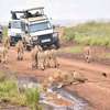 3 Days Best of Masai Mara Safari thumb 14