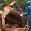Bestcare Tree Services – Tree felling & Tree Cutting Company thumb 0