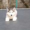 Siberian Husky thumb 0