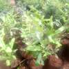 Macadamia seedling plant thumb 2