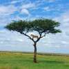 Masai Mara Group Joining Daily Packages thumb 7