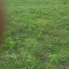 Beautiful one eighth plots in Ngong thumb 1