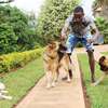 Dog Training Services,Kiambu,Brookside,Riverside,Kitisuru thumb 0