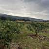 5 Acres  for Sale in Subukia thumb 5