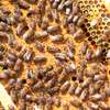 24 HR Killer bee removal/Beehive removal/Honey bee removal/Wasp removal & pest control services. thumb 11