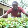 Bestcare Gardeners Syokimau Gigiri Runda Nyari Muthangari thumb 5