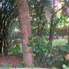 0.65 ac Residential Land at Mbaazi Avenue thumb 3