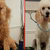 17 of the Best Dog Groomers in Nairobi | Full Dog Grooming thumb 3