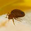 Bedbugs Pest Control Services in south B & C,Kiambu/Ayany thumb 6