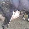 Powerful Frisian breed thumb 0