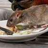 Expert Rat Removal Services-Rat Removal Nairobi thumb 0