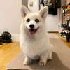 6-12 months Male purebred Cardigan Welsh corgi thumb 0