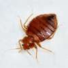Bed Bugs Pest Control Services in Nairobi thumb 2