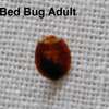 Cockroaches/ Pests/ Bed Bugs/ Fleas/ Ticks/ Mites Fumigation thumb 4