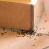 Bed Bug Exterminators | Bed Bug Removal in Nairobi thumb 1