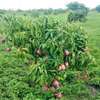 MATUU PLOTS FOR SALE thumb 0