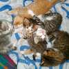 Cute,chubby and Fluffy Kittens available for rehoming thumb 1