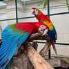 Green-winged Macaw parrots available now thumb 0