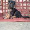 gsd pups for sale thumb 5