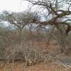 50 acres near ikoyo primary school makindu makueni county thumb 1