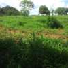 40 Acres of Agricultural Land Is For Sale In Makindu Town thumb 0