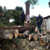 TREE Felling and tree removal Mombasa,Bamburi,Bungoma thumb 4