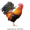 Kienyeji roosters for sale thumb 0