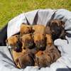 Boerboel puppies for sale thumb 3